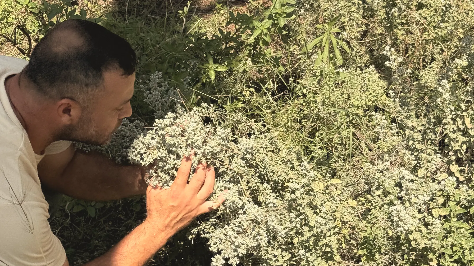Le cueilleur accroupi, touchant tendrement la plante de zaatar sur la pente du Mont-Liban