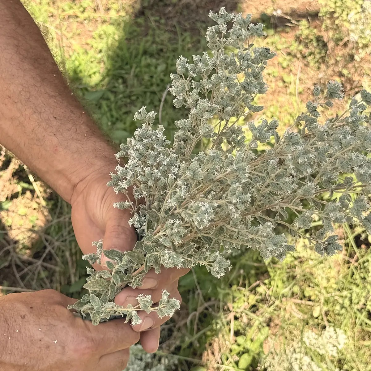Mains tenant un bouquet de zaatar fraîchement cueilli