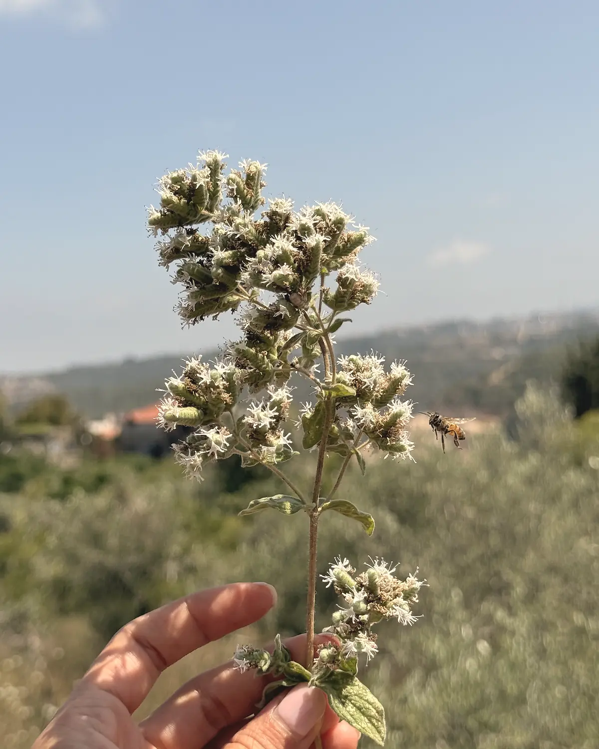 Une tige fleurie de zaatar sauvage, abeille en vol, ciel bleu et village libanais en arrière-plan