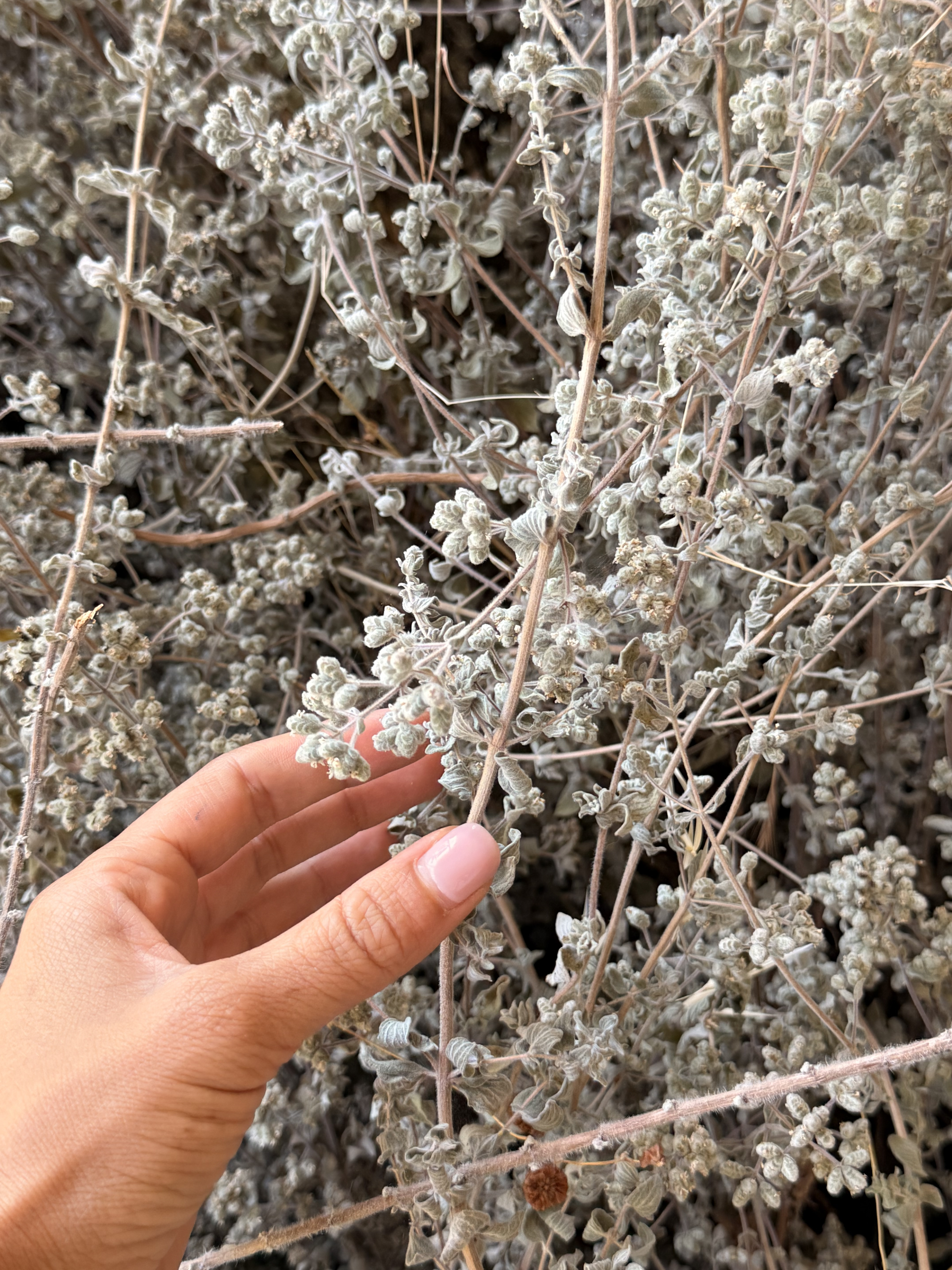 Pentes sauvages du Mont-Liban où pousse le zaatar